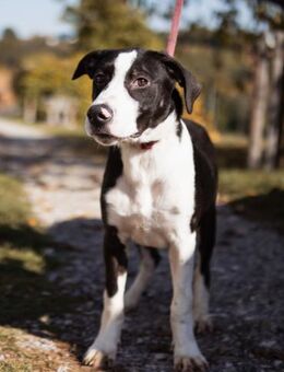 Rocky 💗 wartet in 50674 Köln - Hamburg