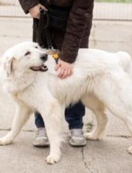 Hallo, ich bin Bahar & suche ein Zuhause - München