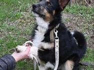 Liebenswerter Ralf❤️sucht seine Familie - Rott (Inn)