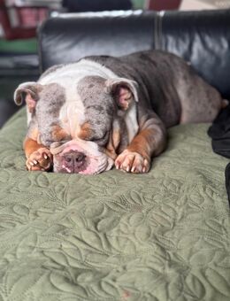 Peaches, Old English Bulldog, 3,5 Jahre alt - Bedburg-Hau