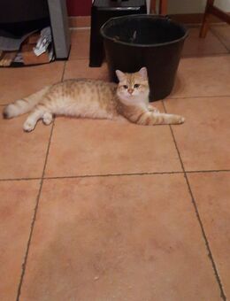 Britisch Kurzhaar Kater für 545. VB. - Verl
