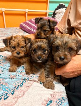 Yorkshire, Terrier, Welpen, Mädchen und Jungen - Schorfheide