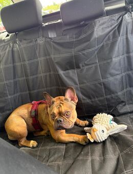 Französische Bulldogge 2 Jahre - Brandenburg (Havel)