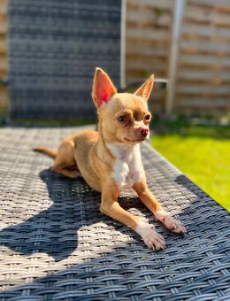 Chihuahua - Wolfenbüttel