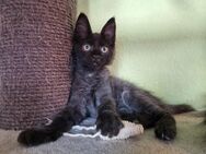 Maine coon Mix Kitten - Bous