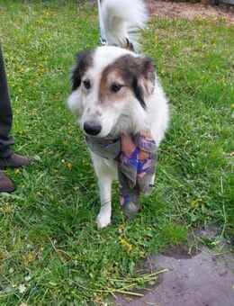 Der fröhliche Rüde Foltos - Rambin