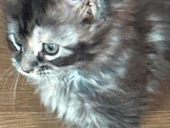 Maine Coon Kitten, weiblich, abzugeben - Lindenberg (Allgäu)