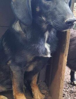 hübsche Schäferhundmix Junghündin Gesa - Rambin