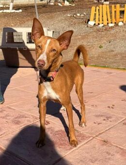 Bongo ein wundervoller Podenco - Berlin