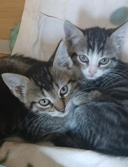 2 kleine kater - Oranienburg
