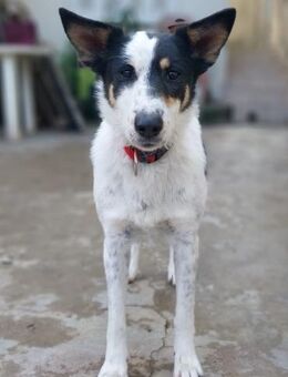 Wunderbare Alice sucht ihre Familie! - Krefeld