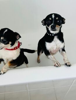 Chihuahua Pärchen - Unterschleißheim