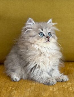 BKH Kitten - Rüsselsheim