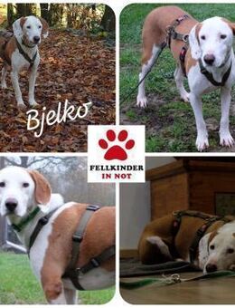 Bjelko / Monty Bracke Mischling Rüde - Margetshöchheim