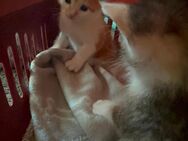 Kitten, Katzenbaby - Schwarzhofen