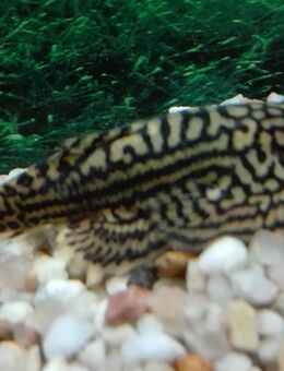 Goldstreifenflossensauger - Hohenroth