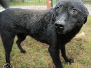 CHIP - treu und intelligent - Linden (Hessen)