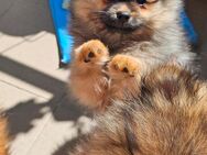 Zwergspitz pomeranian abholbereit. - Schweinfurt