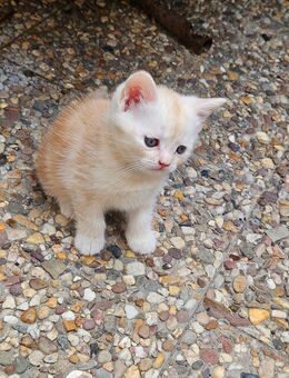 Katzen Babys Kittis in Liebe volle Hände abzugeben - Mönchengladbach