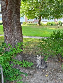 Kater 3 Jahre, kastriert, gechipt und vollgeimpft - Hamburg Bergedorf