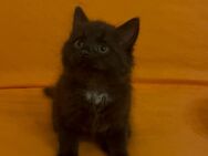 Schwarzes Kitten - Hohe Börde