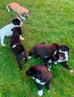 Hunde Welpen (Mischling) - Rehling
