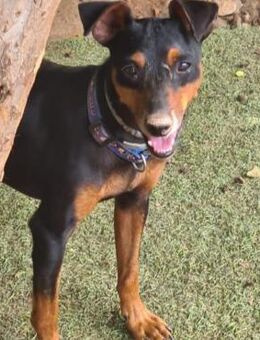 Rosquito glücklicher lustiger Clown 8/23 - Ruppertsecken