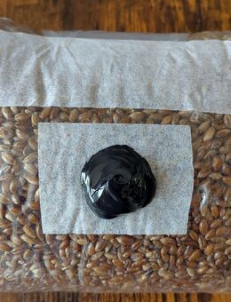 2 kg Steriles Hartholz Pilz Substrat & Roggenkorn Pilzbrut - Hamburg