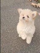 Pomapoo Welpen – abzugeben 1 Rüden. 1 Weibchen in 65205