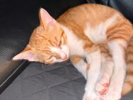 2 süße Katzen / Kitten suchen liebevolles Zuhause - Hirschau