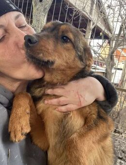 Mogli - auch er möchte zu den Menschen - Overath