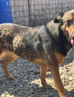 Lenya von kettenlos - Bollingstedt