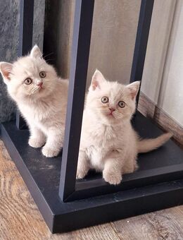 Reinrassige BKH und BLH KITTEN - Lingen (Ems)