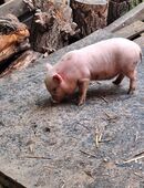 Minipig Ferkel abzugeben in 37327