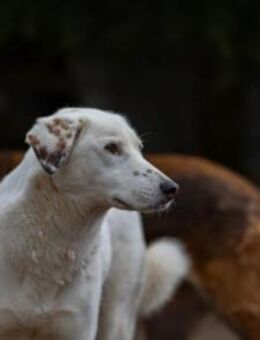 Love sucht ein einfühlsames Zuhause - München