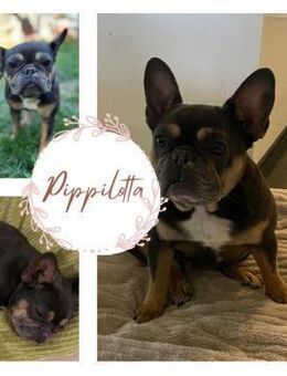 PIPILOTTA PP Sanftes Mädchen sucht Liebe - Neustadt (Rübenberge)