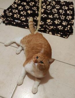 FiV+ Kater Chickpea aus dem Tierschutz - Grevenbroich