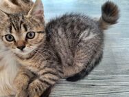 Zutraulicher Kater sucht liebevolles Zuhause – 4 Monate alt - Wittenberg (Lutherstadt)