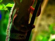 Panther Chamäleon / Terrarium - Eisingen (Bayern)