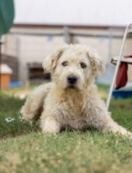 ALBO - ruhiger, liebenswerter Rüde - Kallmünz