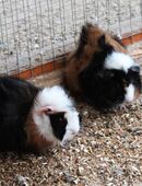 Junge Meerschweinchen in 41812