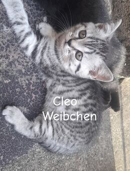 Cleo sucht nach einem schönen Zuhause - Bonn