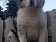 Border Collie- Australian Shepherd Welpen - Klein Belitz