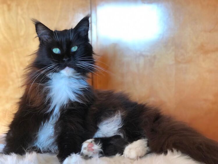 MaineCoon Katze mit Stammbaum - Brücken