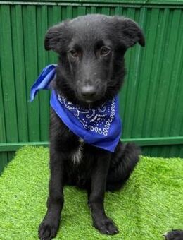 Willy - verspieltes Kerlchen - Velbert