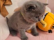 Reinrassige BKH-Kitten - Köln