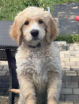 4 Monate Alter Lagotto Mix Sucht ein Zu Hause - Bergisch Gladbach