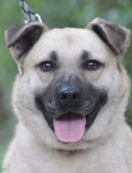 Lisa - liebevoll & freundlich - Lohmar