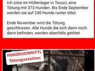 SOS !! - Höllenlager Tecuci - - Kempen