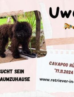 Uwee - Zuhause gesucht ! - Lippetal